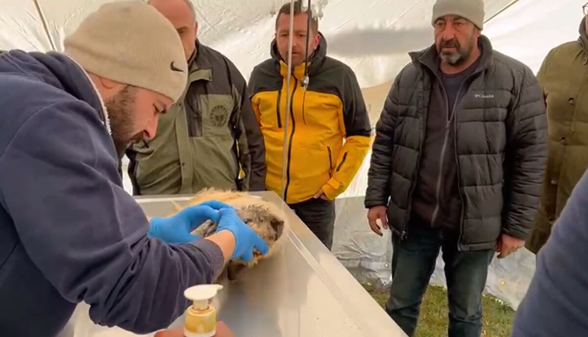 Ayrıca, depremden etkilenen sokak hayvanlarının bakım ve beslenmeleri için Doğa Koruma ve Milli Parklar Genel Müdürlüğü koordinasyonunda temin edilen 43 ton mamanın dağıtımı devam ediyor.