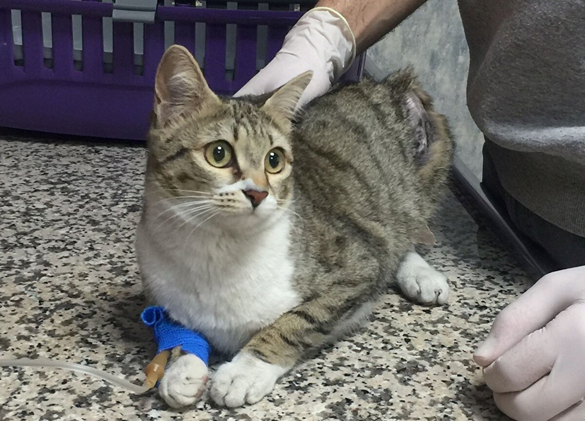 Sırtından yaralandığı belirlenen kedi, kontrol için veterinere götürüldü.