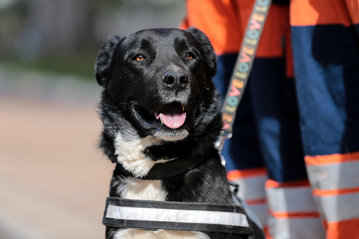 Kepez ekibi, Hatay`daki arama kurtarma çalışmaları sırasında "labrador kırması" cinsi 2,5 yaşındaki köpeği de sıkıştığı yerden 4 saatlik çalışmayla çıkardı.<br>