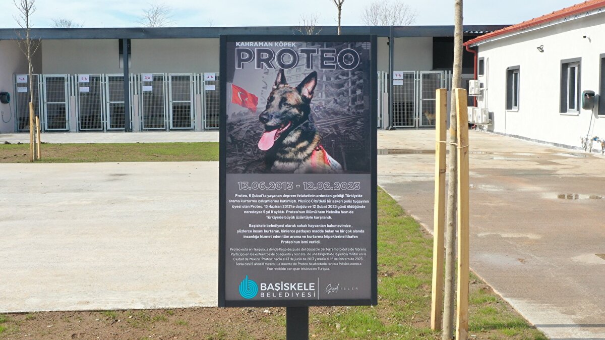 Başiskele Belediyesi tarafından, Sepetlipınar Mahallesi’nde 6 bin 100 metrekare alan üzerinde sokak hayvanları rehabilitasyon merkezi inşa edildi.<br><br>Merkezde 164 metrekarelik alana idari bina ve 435 metrekarelik alanda ise barınak kuruldu. Belediye Başkanlığınca merkeze, 6 Şubat'ta Kahramanmaraş'ta meydana gelen iki depremde Meksika'dan gelen ekiple birlikte arama enkazlarda kurtarma faaliyetlerinde görev yaparken ölen ‘Proteo' isimli köpeğin adı verildi. Yaşlılığa bağlı olarak öldüğü belirtilen Proteo, beraberindeki ekiple birlikte birçok vatandaşın enkazında kurtarılmasında önemli görev yaptı.<br><br>