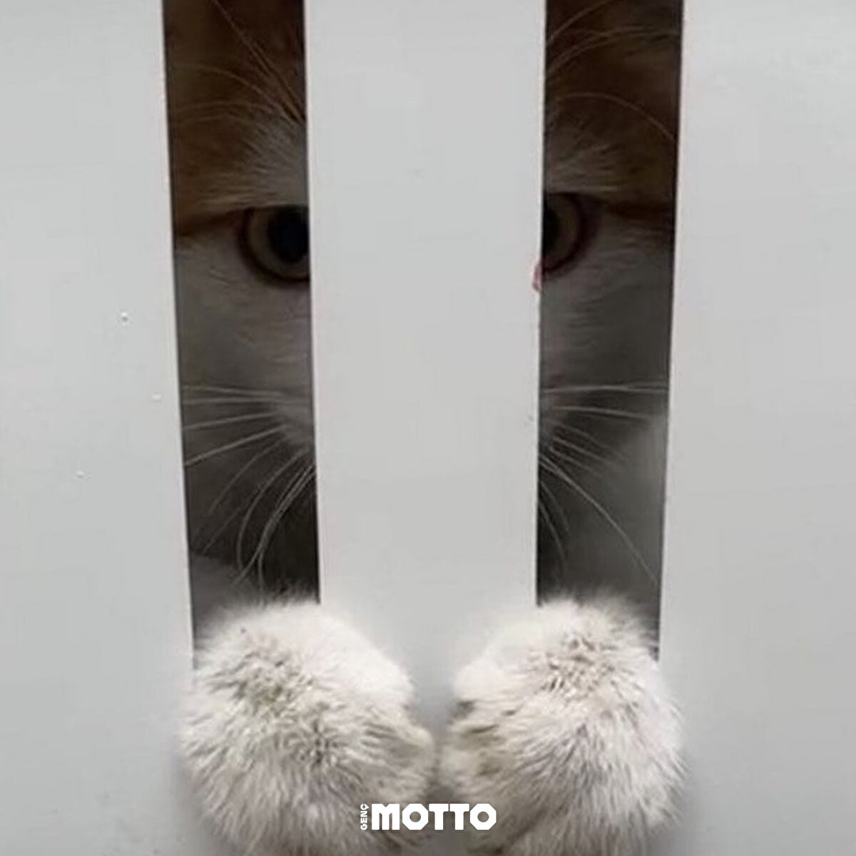 Yenişehir ilçesinde ilk 4 katı alışveriş merkezi olan 8 katı ise 128 daireden oluşan 4 bloklu Galeria Sitesi, Kahramanmaraş merkezli depremlerde hasar görmüş, 1 blok yıkılmıştı<br>