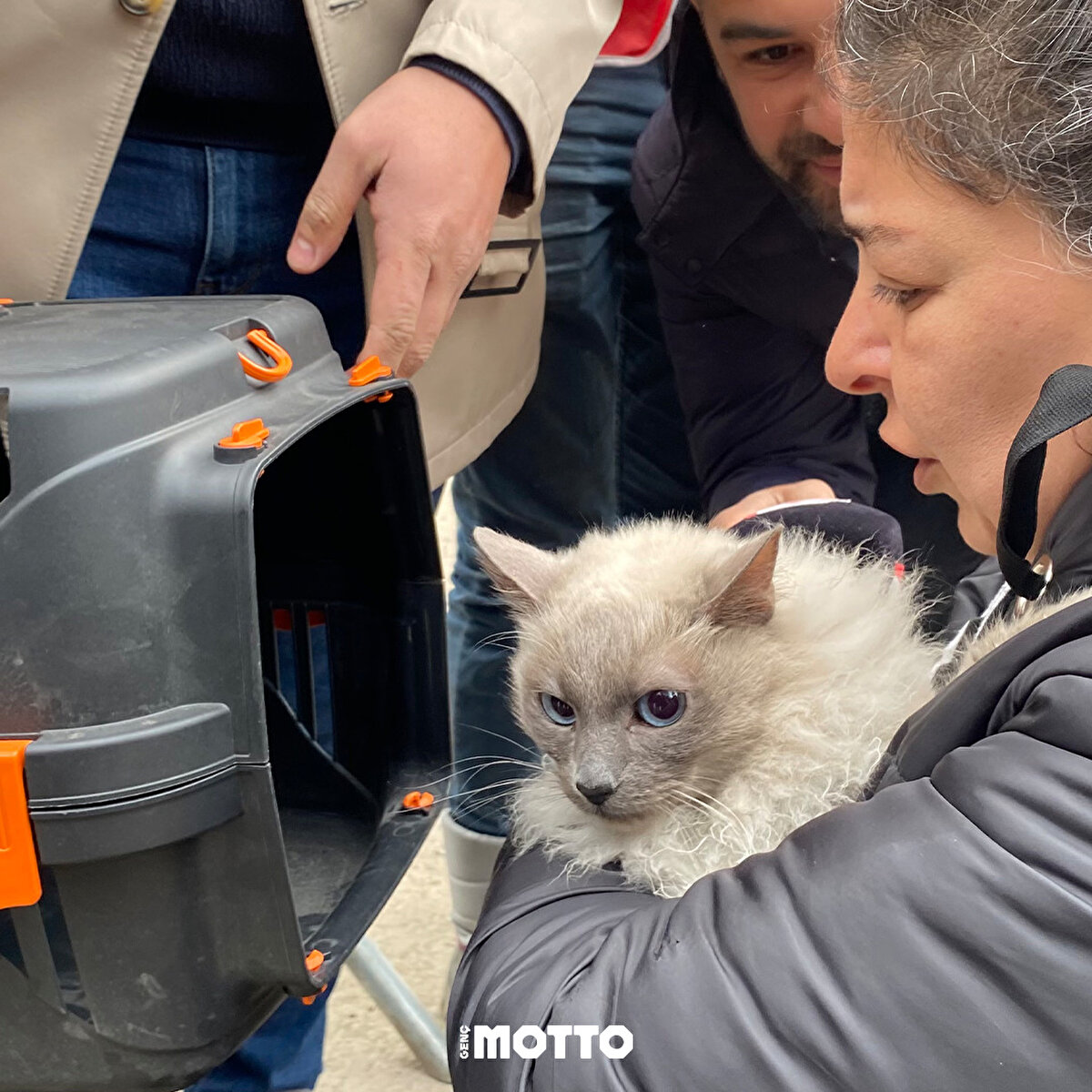 Yıkım yapılırken içeride olduğu fark edilen kediler nedeniyle çalışmalar durdurulmuştu
