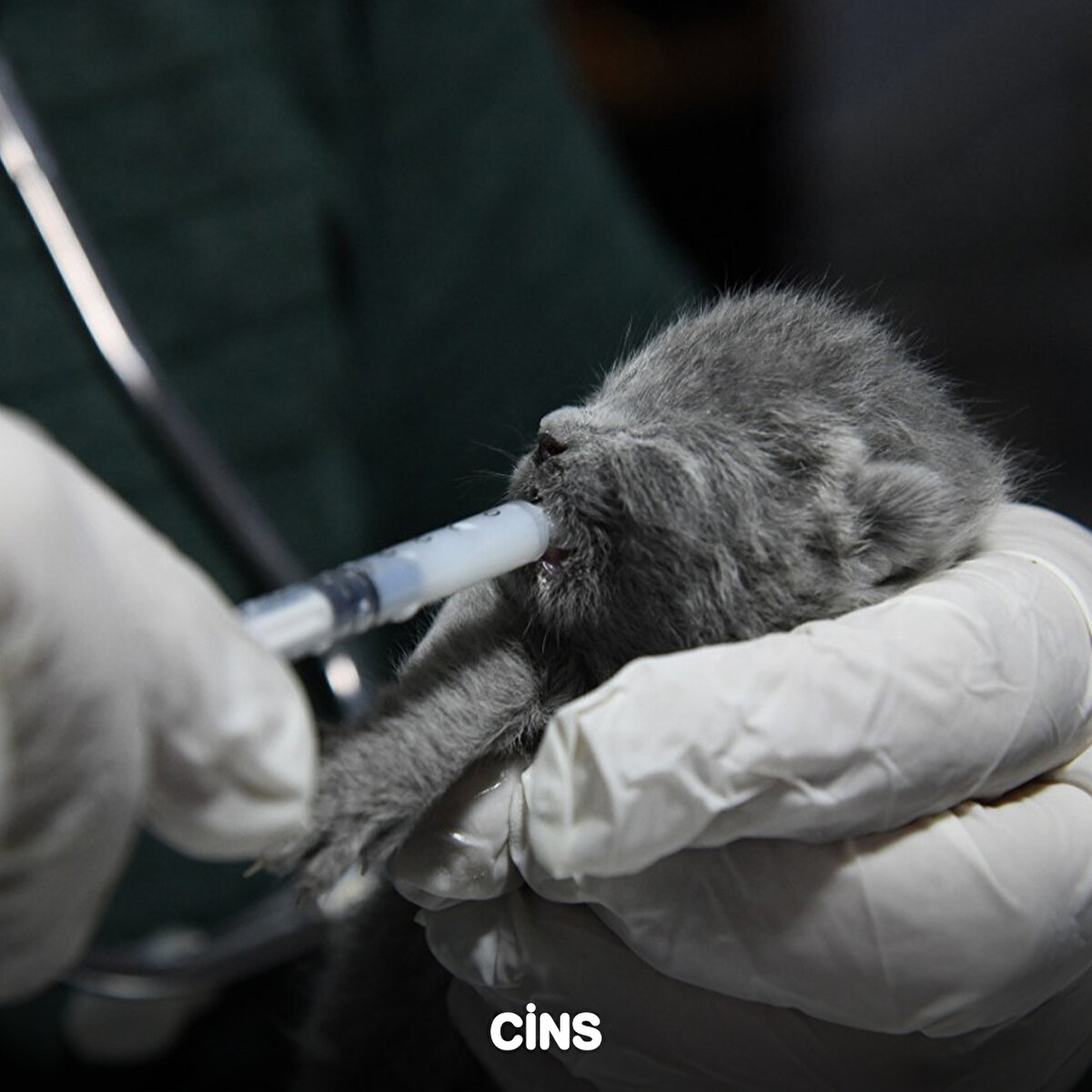 Yavru kedilerin annelerinin bulunacağı ihtimaliyle kedi sesi ve mama kullanılıp, anne kedinin çıkması beklendi.