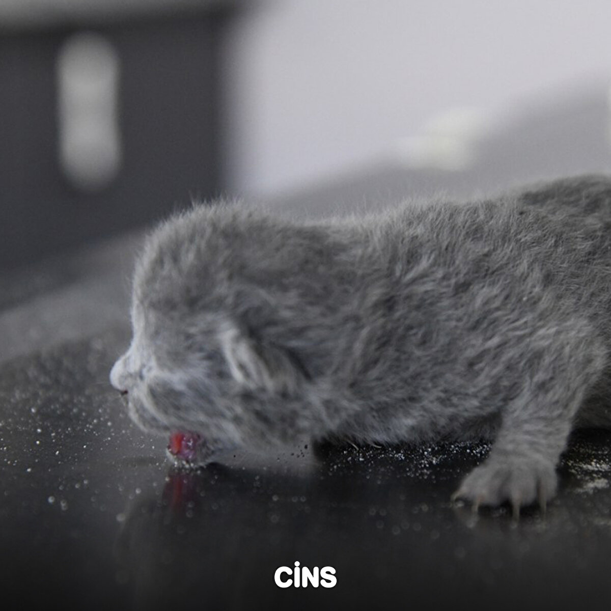Osmaniye Belediyesi Veteriner İşler Müdürlüğü ile İtfaiye Müdürlüğü ekipleri başta olmak üzere Amasya ve Antalya İl Jandarma Komutanlığı Çevre, Doğa ve Hayvanları Koruma Timi (HAYDİ) ekiplerinin desteğiyle kontrollü yıkılan binanın enkazında çalışma başlatıldı.