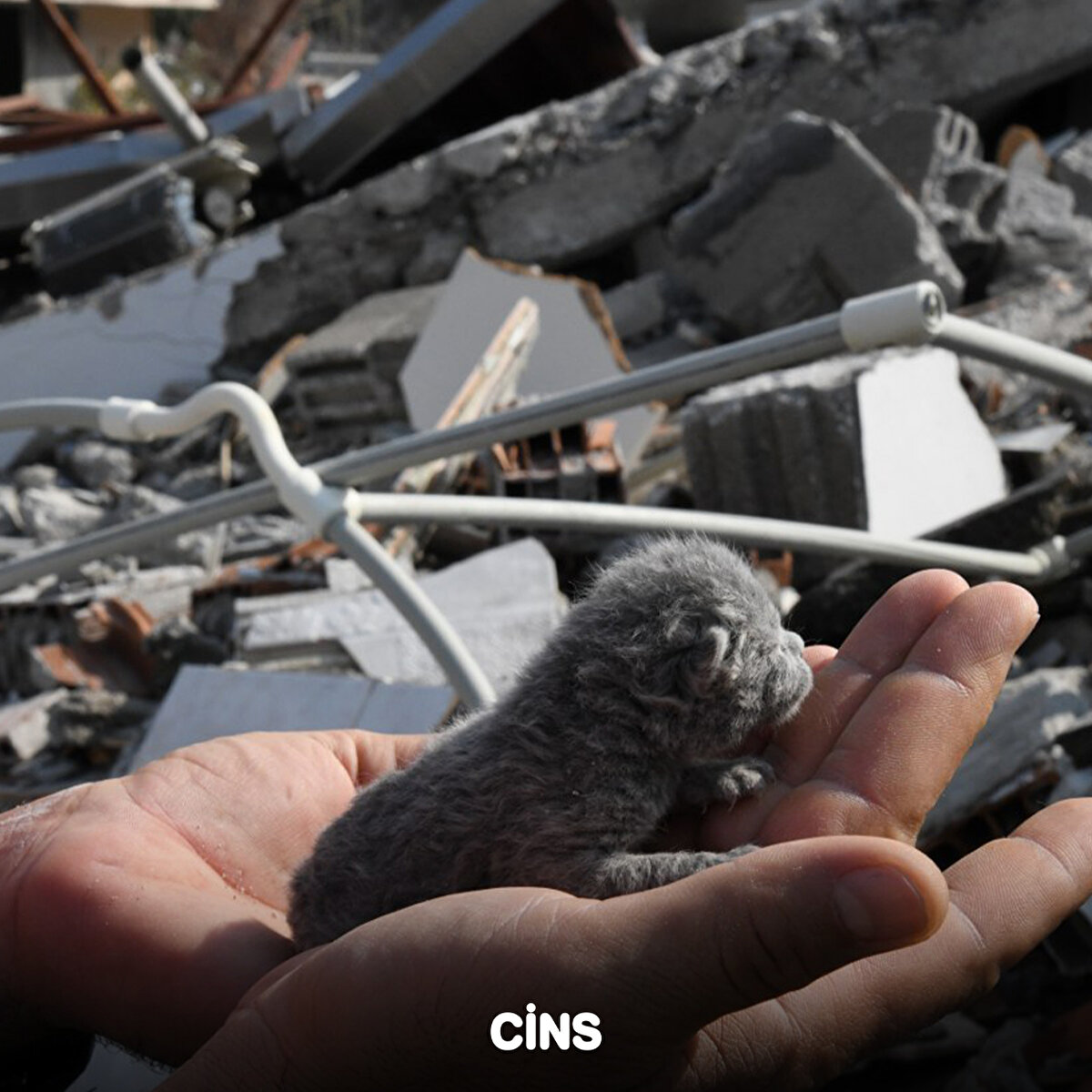 Yara almadığı ve 5 gün önce doğduğu belirlenen kediye anne sütü içirilip, özel mama verildi.