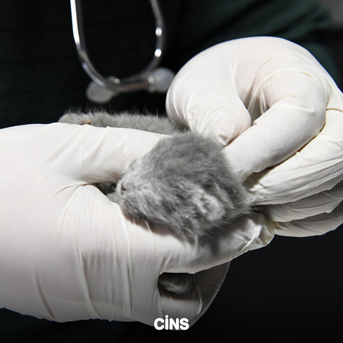  Esenevler Mahallesi'nde Yonca Sitesi C Blok enkazından kedi sesi duyuldu