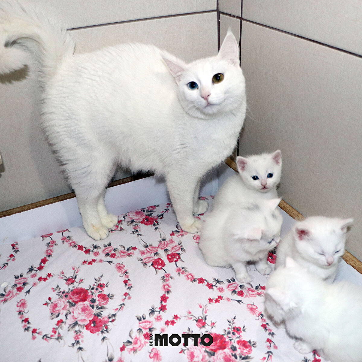 "Tabii burada gösterilen sıcak ilgi ile anne yavrularını tanıdı ve sahip çıkmaya başladı. Şu anda durumları iyi. Bir diğer anne ve yavru kedi de Adıyaman'dan gelen aileye ait. Misafir ettiğimiz kedilerin sağlık kontrollerini yaptık."