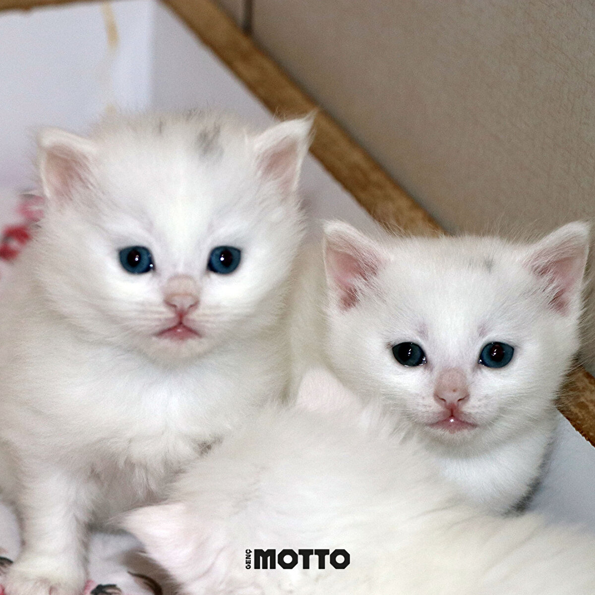 Kediler, AFAD aracılığıyla Van YYÜ'ye bağlı Kedi Villası'na teslim edildi. 