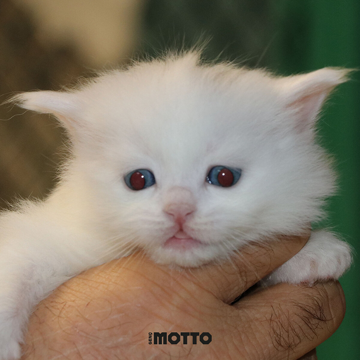 Van YYÜ Kedi Araştırma Merkezi Müdürü Prof. Dr. Abdullah Kaya, "Şu an bizde 9 kedi bulunuyor. Gaziantep'ten ailenin bize getirdiği kedilerden biri, 3 gün önce doğum yapmıştı. Çok kötü durumdaydı. Yavruları ıslaktı, anneleri sahip çıkmıyordu."