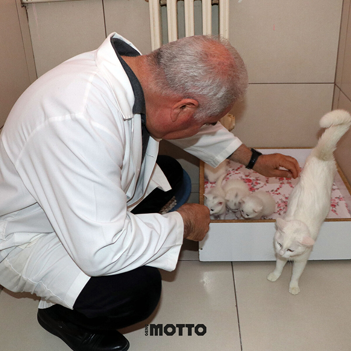 "Benekli olan Van kedileri, daha önce merkezimizden alınmış. Her türlü bakımlarını yapıyoruz, gözümüz gibi bakıyoruz" dedi.