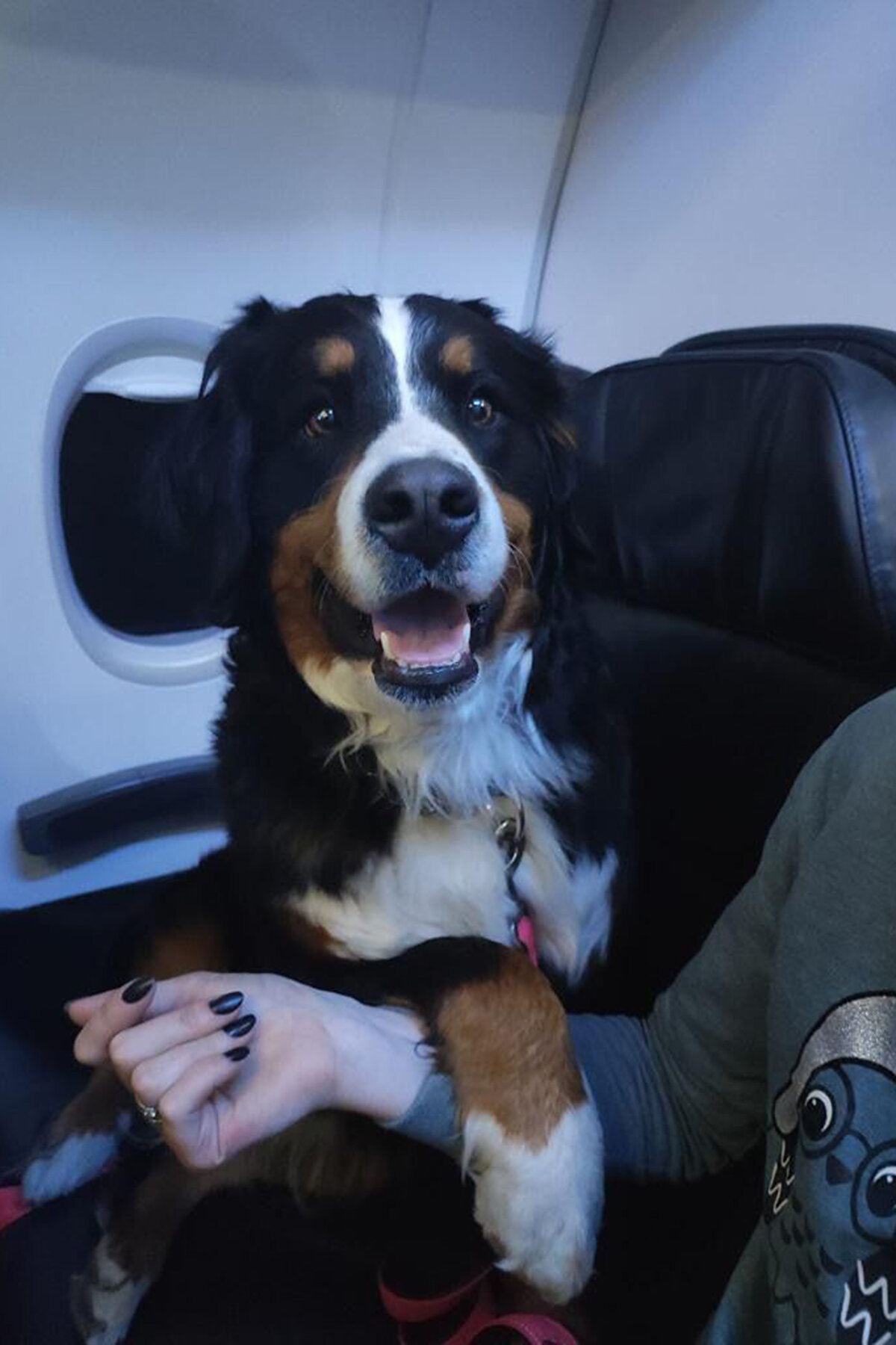 6 Şubat'ta meydana gelen depremin ardından bölgeye arama kurtarma ekiplerinin tahliyesini gerçekleştiren THY, bugün itibariyle son bulan ücretsiz tahliye uçuşlarıyla da depremzedeleri bölgeden taşıdı. Bölgede arama-kurtarma çalışmalarının son bulmasının ardından ülkelerine dönen yabancı ekipler THY uçaklarında yapılan sürprizlerin yanı sıra eğitimleri köpekleri kargoda uçurmadı. Enkazdan onlarca kişinin sağ kurtulmasını sağlayan köepkeler, Business Class  sınıfı başta olmak üzere kabin içerisinde yolculuk yaparak ülkelerine döndüler.