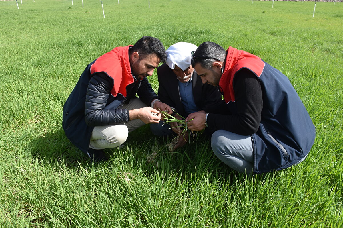 Tarım ve Orman İlçe Müdürlüğüne durumu iletmeleri üzerine inceleme yapıldığını ifade eden Şığvan, "Kendi çabalarımızla da ilaçlama yaptık fakat baş edemedik. Bu, çiftçinin üstesinden gelebileceği bir konu değil. Tırtıllar ekinlerimizin yanı sıra evlerimizin avlusuna kadar girdi." dedi.<br>