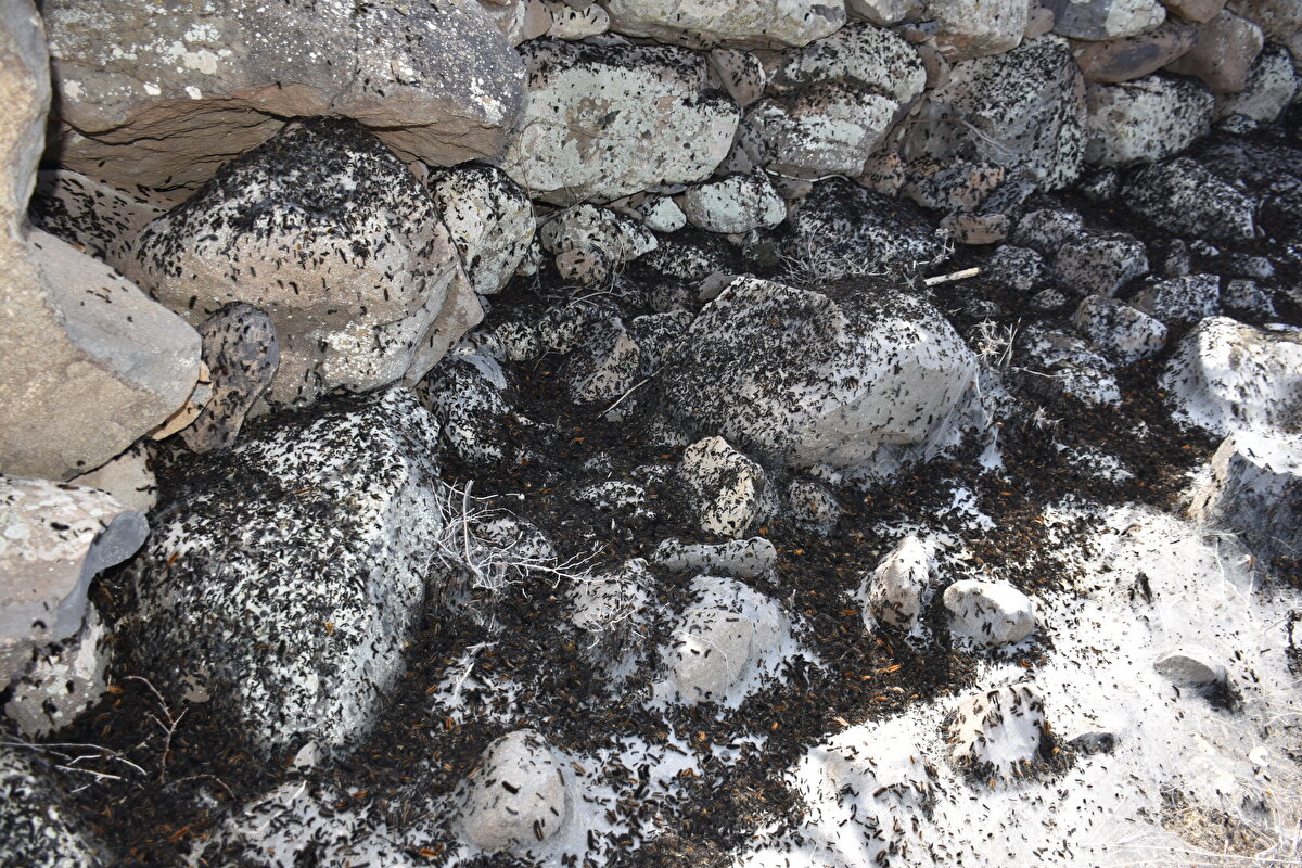 İdil ilçesinin Ortaköy köyü muhtarı Şehmuz Şığvan da tırtılın yaklaşık bir haftadır havaların ani ısınmasıyla ortaya çıktığını, önlem için yetkililerin tavsiye ettiği ilaçları kullandıklarını söyledi.