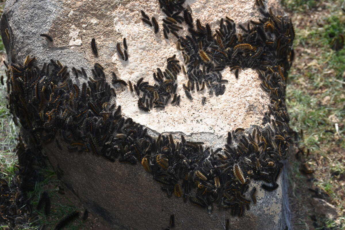 Vatandaşlardan Mehmet Ali Şığvan da bir haftadır köylerinde yoğun şekilde gördükleri tırtılların ekinlere zarar verdiğini belirtti.<br><br>Şığvan, "Hızlı bir şekilde bir çözüm bekliyoruz. Tarım alanlarımıza ciddi zarar vermiş durumdalar. Çocuklar tırtıl nedeniyle okula gitmeye dahi korkuyor. Velileri onları okula götürüyor." diye konuştu.<br><br>Öğrenci Mahmut Yılmaz da tırtıllardan korktuğu için okula annesiyle gittiğini söyledi.<br>