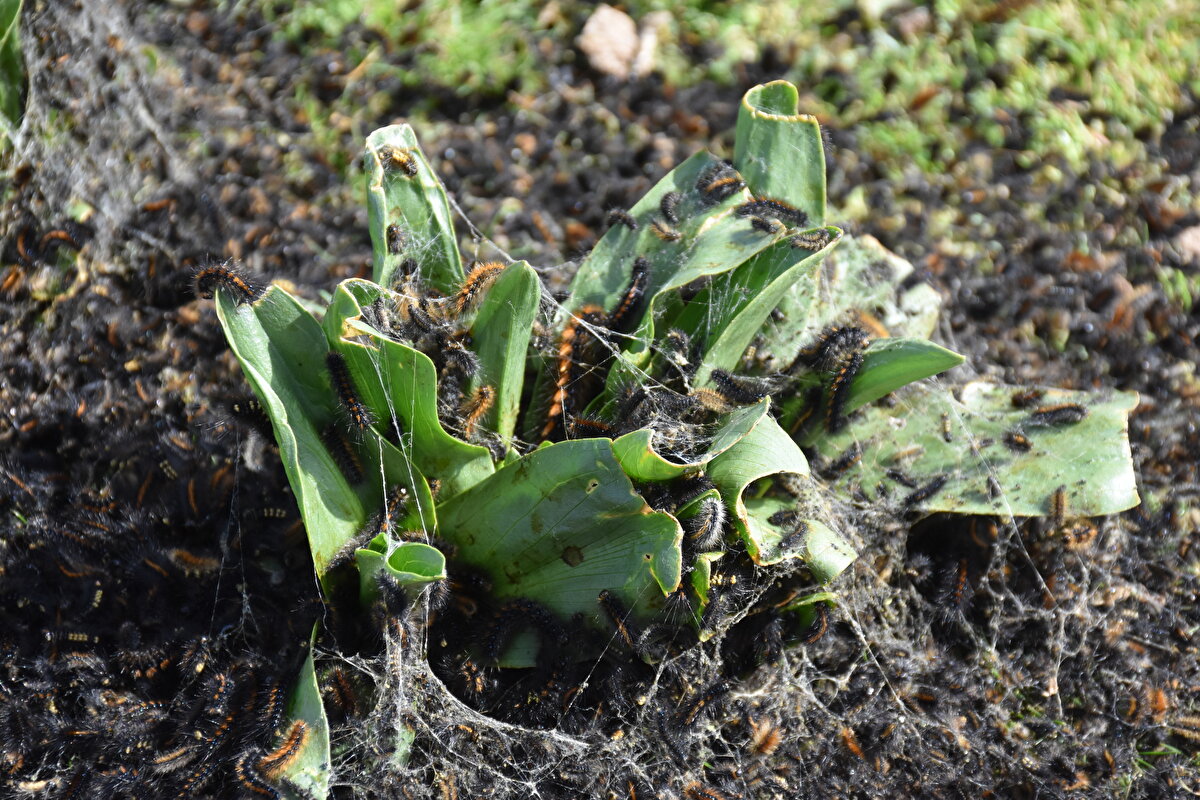 Ekiplerin aldığı numuneler Diyarbakır Zirai Mücadele Araştırma Enstitü Müdürlüğüne gönderildi.<br>