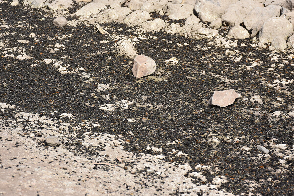 Tarım ve Orman İl Müdür Yardımcısı Hurşit Acar, AA muhabirine, son 3 yıldır hissedilen kuraklık nedeniyle iki ilçede erken dönemde çam kese tırtılının etkili olduğunu söyledi.<br>