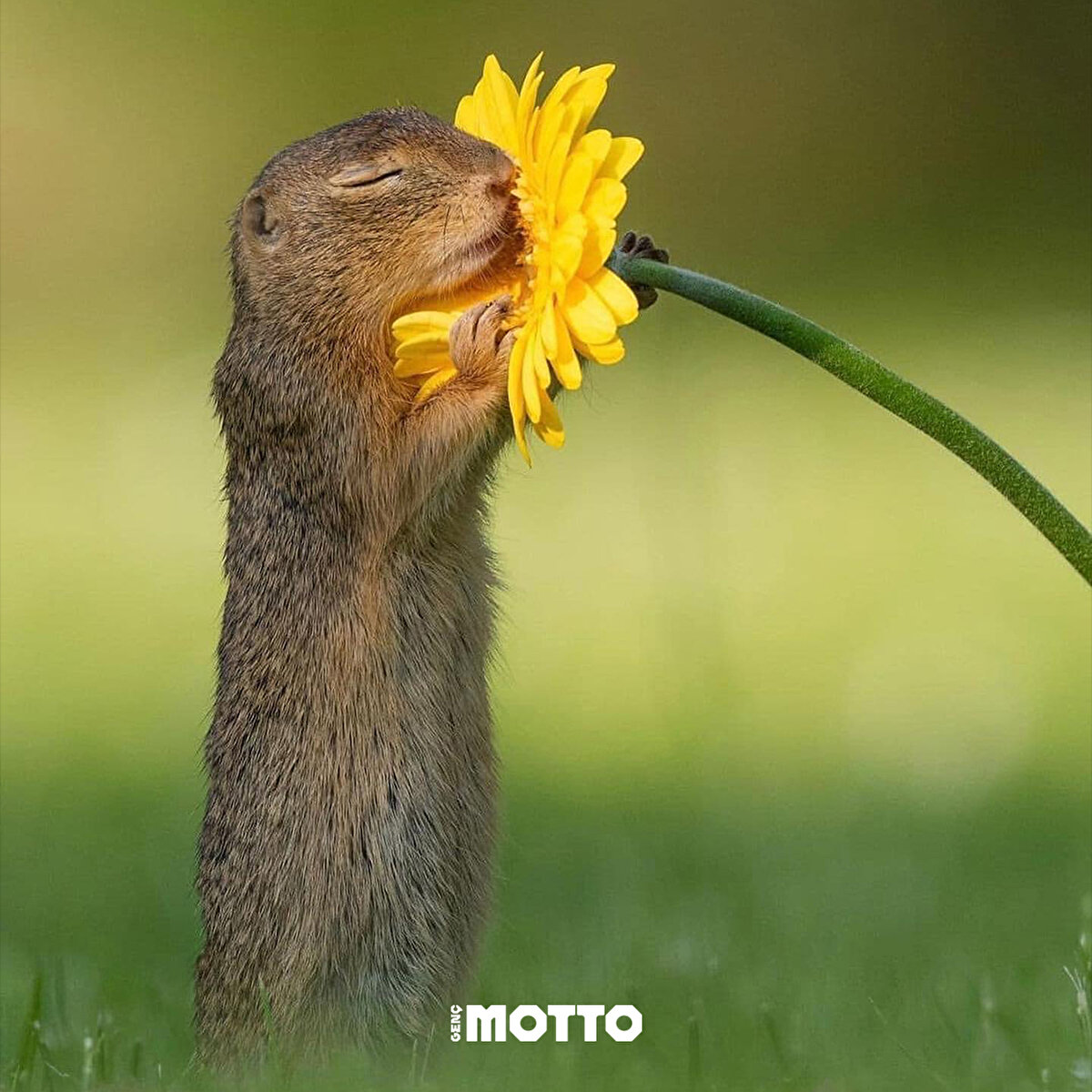 Mis gibi çiçek kokuyor