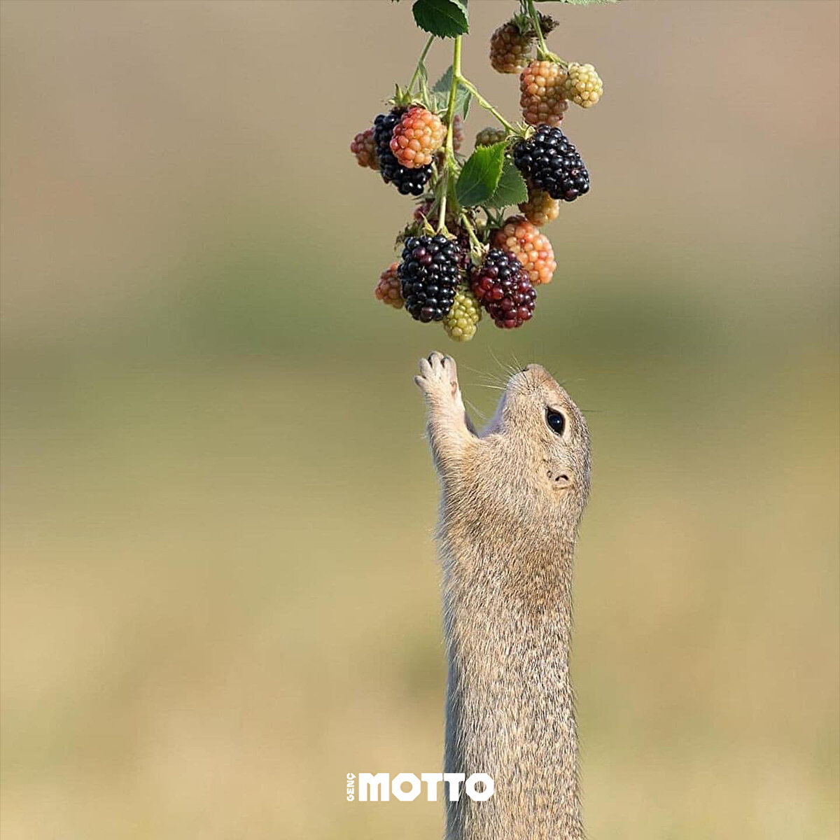 Böğürtlenlerin tadı nasıl acaba?