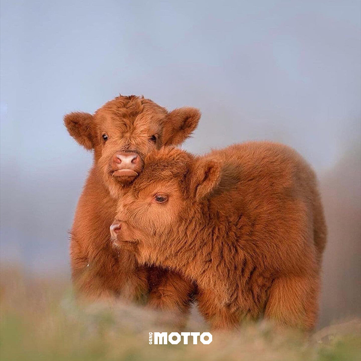 Günümüz hep sevgi ile dolsun  