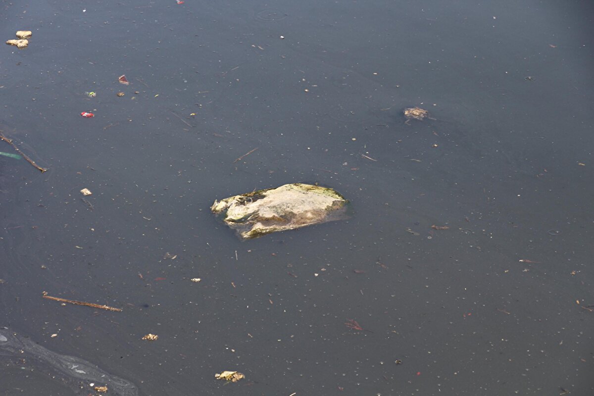 Kentteki koku sorununun insan kaynaklı olduğuna dikkat çeken DEÜ Deniz Bilimleri ve Teknolojisi Enstitüsü Öğretim Üyesi Prof. Dr. Doğan Yaşar, bu yıl yaşanan kuraklık nedeniyle koku sorununun geçen yıla göre daha erken başladığını söyledi. Prof. Dr. Yaşar, "Son 80 yılın en kurak yıllarından birini yaşıyoruz. Yağmur yağmayınca derelerdeki su temizlenemiyor. Su gidemediğinden biyolojik aktivite çok fazla olmaya başladığı için ortaya müthiş kötü bir koku çıkıyor. Mart ayındayız ve ciddi anlamda kokuyor. Körfez temizliğine önem vermiyoruz. Derelerin altını betonladık, bu bir bilim faciasıdır. Betonların bir an önce kırılması lazım. Ayrıca kireçlemenin yapılmaması lazım. Yapılması gereken tek şey; fabrikalardan atılan suların kontrol altında tutulması ve arıtılması" ifadelerini kullandı.