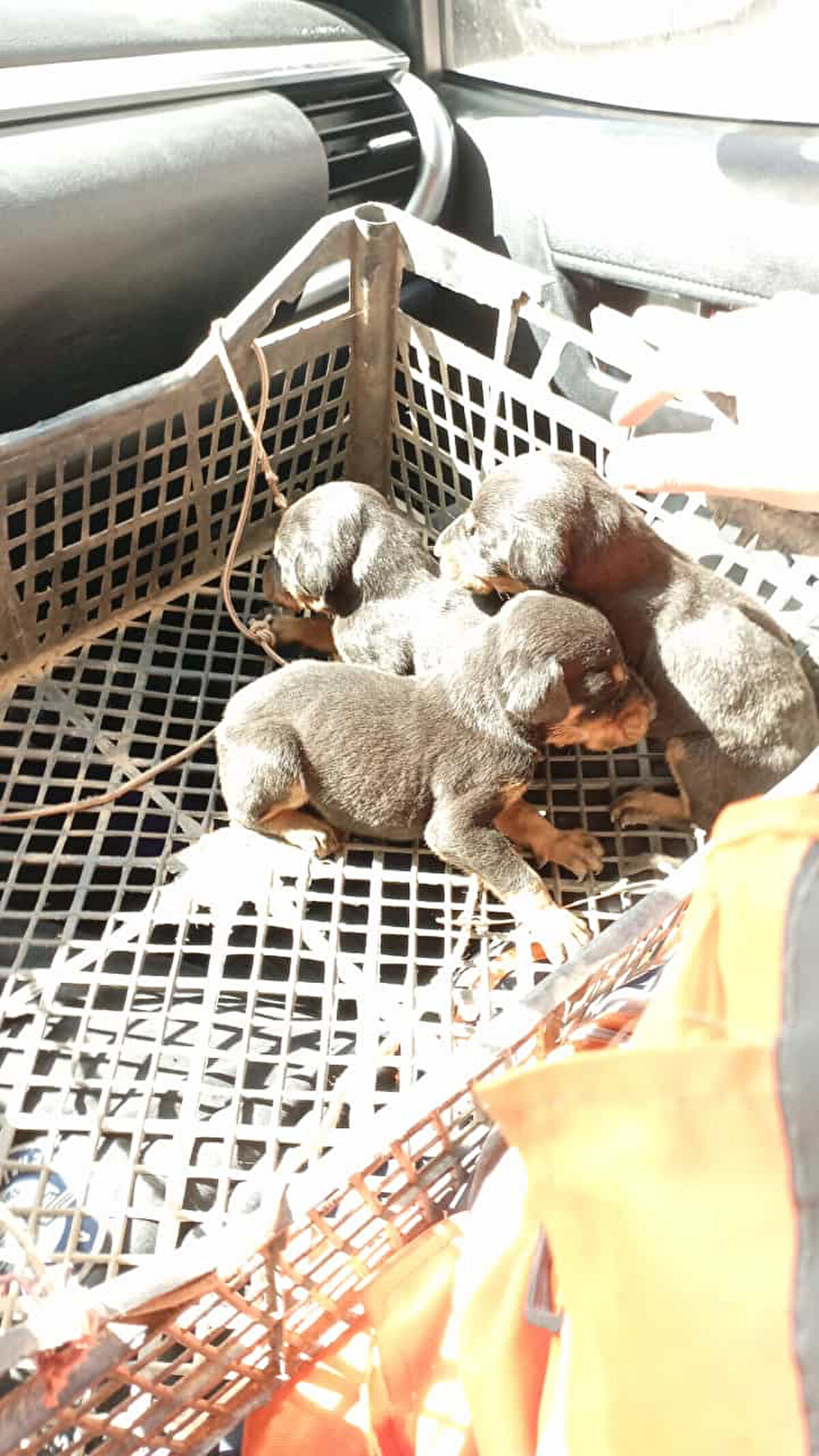 Adana'daki bir veteriner kliniğinde tedaviye alınan anne köpek ve yavrularının sağlık durumlarının iyi olduğu öğrenildi.