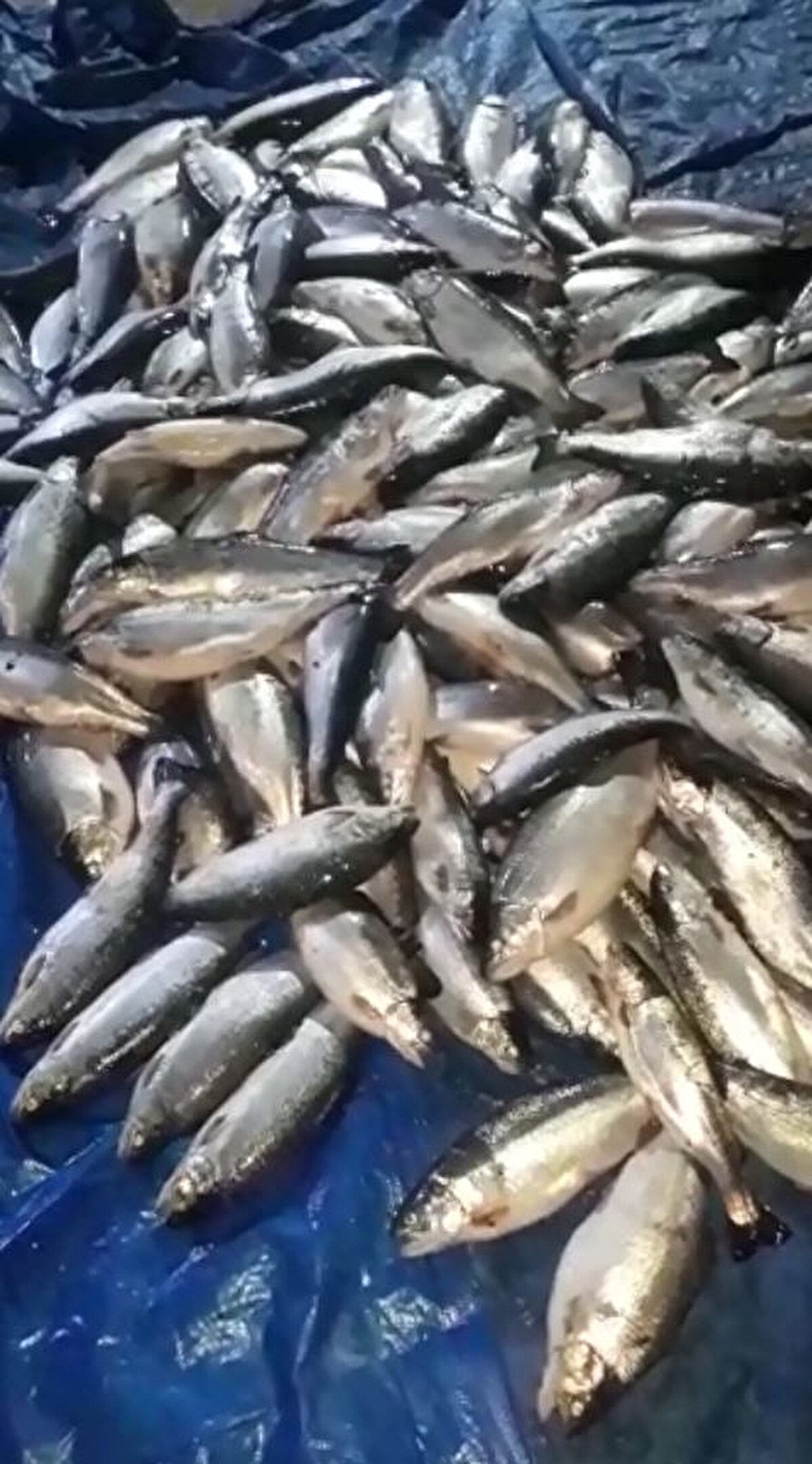 Çevredekiler ve amatör balıkçılar ise sahilde çok sayıda somon balığı yakaladı.