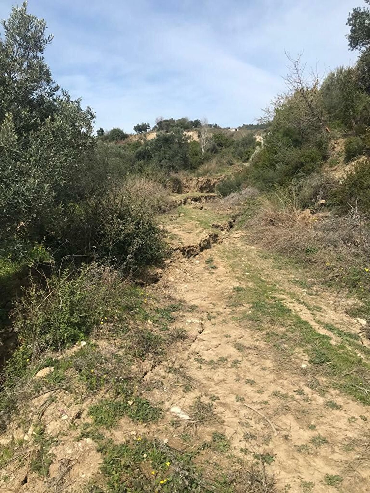 Prof. Dr. Sözbilir, Hatay'ın Samandağı ilçesi Çubuklu köyünde ikiye bölünerek bir parçası 10 metre yer değiştiren zeytin ağacında incelemelerde bulundu.