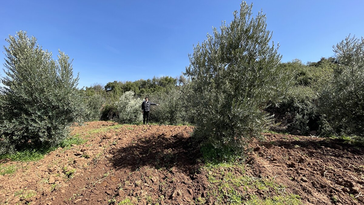 "Çok şaşırdık"<br><br>Hassa ilçesi Ardıçlı Mahallesi'nde yaşayan 23 yaşındaki Nadir Nazifşan, AA muhabirine, 6 Şubat'ta ailesiyle yaşadığı müstakil evde yakalandığı depremde büyük korku yaşadıklarını dile getirdi.<br><br>Evlerinde hasar oluşmadığını belirten Nazifşan, depremden günler sonra geldiği zeytinlikte gördükleri karşısında büyük şaşkınlık yaşadığını ifade ederek, şunları söyledi:<br><br>"Evimiz, kayıtlara hasarsız geçti ama tarlamızda zayiatımızın olduğunu fark ettik. Canımıza bir şey gelmediğine şükrediyoruz. Tarlada kot farkı oluştu. Ağaç sıralarının kaydığını fark ettik. İlerliyoruz, karşımıza ağaç çıkıyor. Derinliği 2, uzunluğu da 7 metre olan yarık vardı. İçine girdim, şok oldum, inanamadım. Bu fayın geçtiği yerde ağaçların çoğunu içine almıştı. Çok şaşırdık. Bazıları yatmış, hasar olmuş. Burası 5 dönümlük bir arazi. Yaklaşık 250 kadar ağaç var. Bu çevrede sadece bizim tarlada hasar oluştu. Kendi imkanlarımızla düzeltmeye çalıştık. Yarıklar çok büyük"