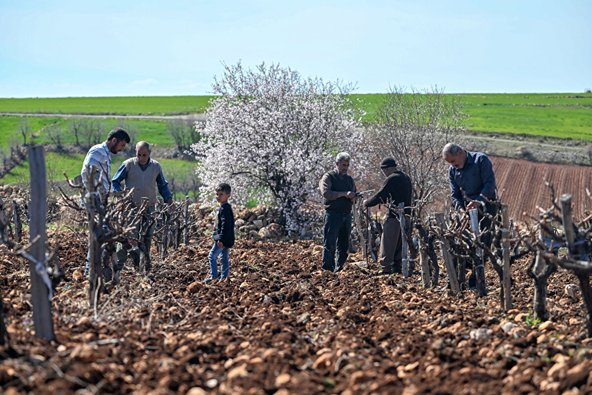 Tarlasına nohut eken Osman Taşatan, AA muhabirine, depremde kentin çok yara aldığını söyledi.
