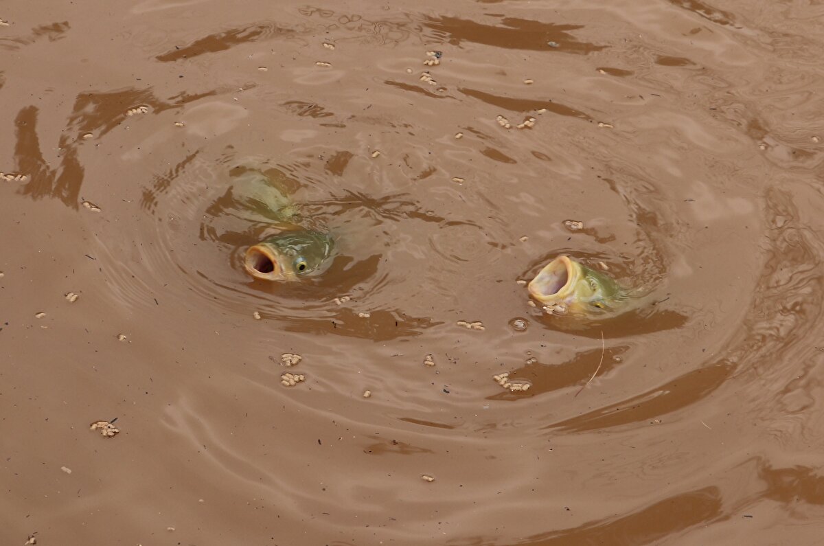 Kılıç, AA muhabirine, Balıklıgöl'ü anlık olarak herhangi bir olaya karşı sürekli takip ettiklerini söyledi.<br><br>Balıkların sağlığı, Balıklıgöl'ün durumuyla ilgili çalışmalar yaptıklarını belirten Kılıç, "Maalesef dünkü sel felaketiyle birlikte Topdağı'ndan, mağaralar bölgesinden, üstüne üstlük de diğer kanalın taşmasıyla birlikte Balıklıgöl'ü 1-1,5 metre yüksekliğinde su kapladı. Gelen çamur yükü Balıklıgöl'ü kirletti. Balıklarda stres ortamı oluştuğu için şu anda balıklar göl içindeki çeşitli mağaracıklara geçmiş durumdalar. Bizim stok havuz dediğimiz havuzlarda şu anda balıklar bulunuyor ama onların yüzeye çıkması zaman alır." dedi.