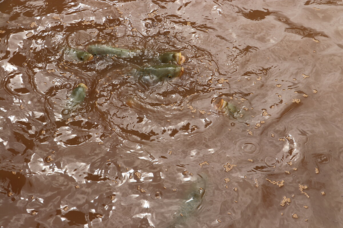 Balıklıgöl'de şu anda oksijen miktarının 8mg/L seviyelerinde olduğunu ve gölün 24 saat havalandırıldığını aktaran Kılıç, şöyle konuştu:<br>