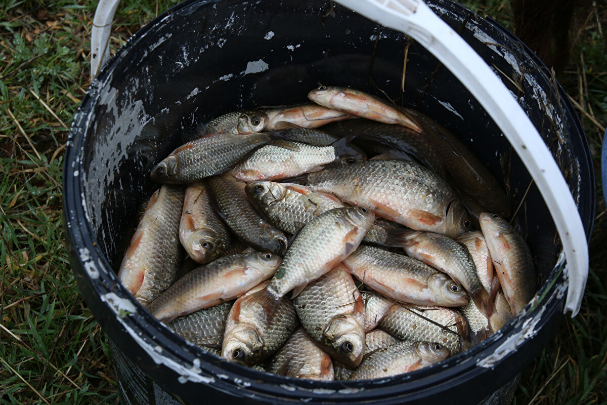 Depremzedeler, kovalarıyla topladıkları balıkları yeniden suyla buluşturdu.<br>