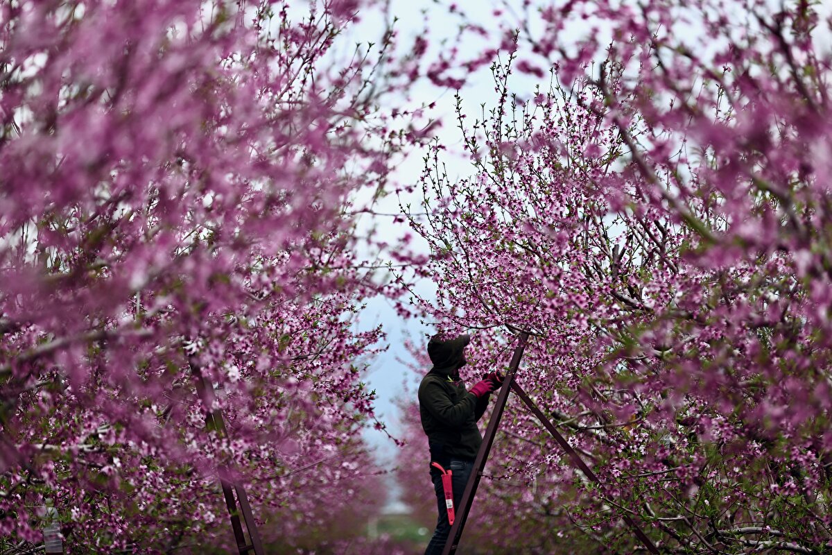 Şeftali, zeytin, mandalina, limon, kayısı gibi meyve türlerinin budamak için rengarenk çiçek açmış bahçelerine giren çiftçiler, geçim kaynaklarına bakım yapıyor.<br>