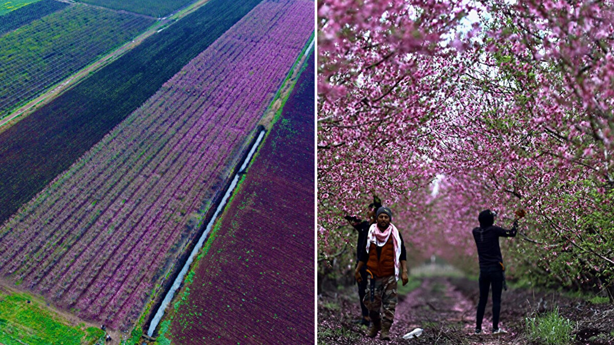İlkbaharın gelişiyle meyve ağaçlarının çiçek açtığı ve adeta pembeye boyanan ovada, depremin ardından sekteye uğrayan tarımsal faaliyetler tekrar canlandı.<br>