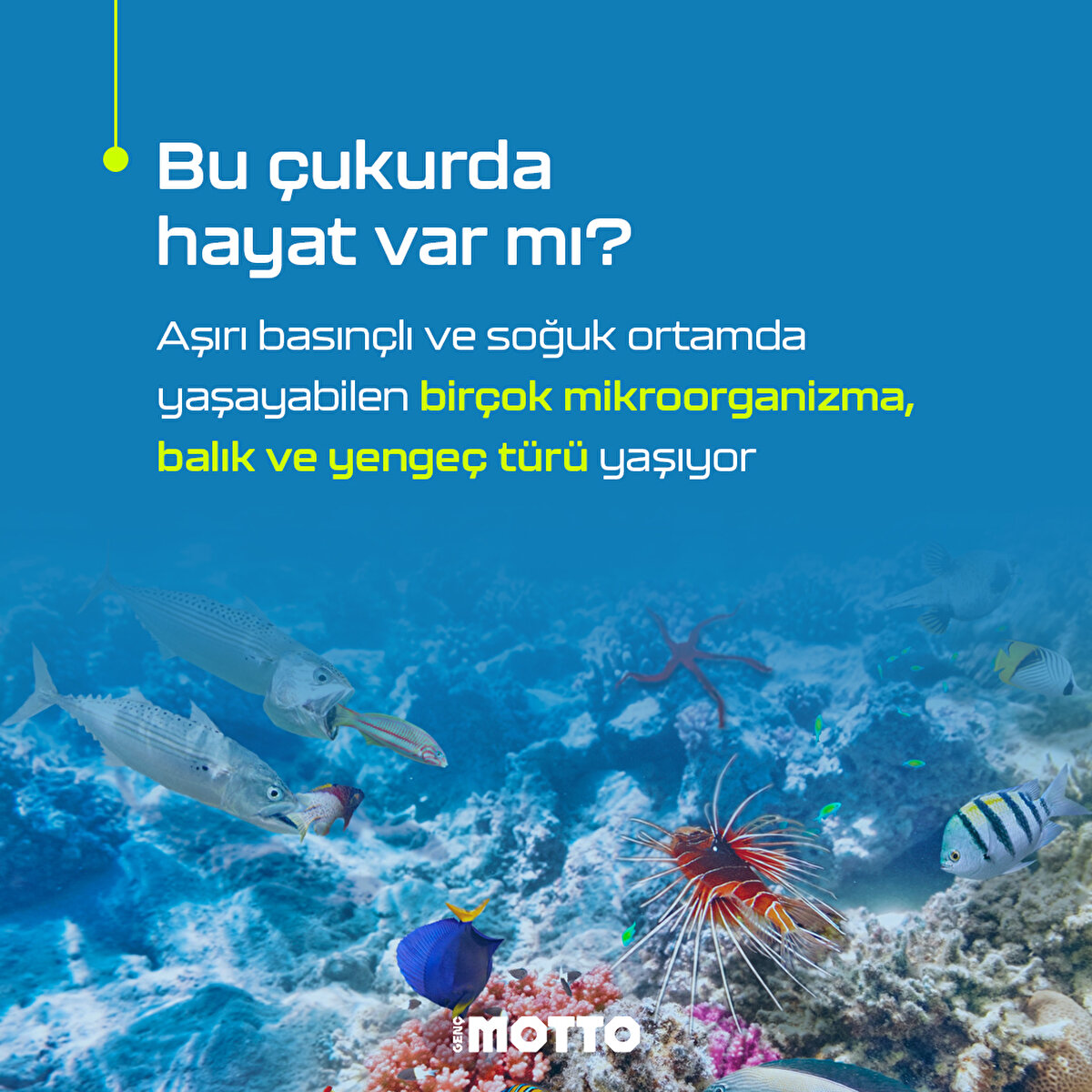 Bu çukurda hayat var mı?

Aşırı basınçlı ve soğuk ortamda yaşayabilen birçok mikroorganizma, balık ve yengeç türü yaşıyor