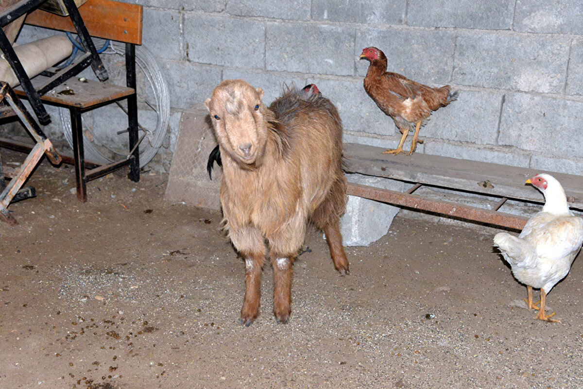 Sezer Tündükozan, keçiyi sağ görünce hem şaşırdıklarını hem de çok mutlu olduklarını belirtti. Kınalı isimli keçilerinin enkazdan sağ çıkmasının mucize olduğunu söyleyen Sezer Tündükozan, "Depremin 47'nci gününde evimizin enkazını kaldırıyorlardı. Operatörün betonu kaldırmasıyla beraber keçi ayaklandı. Gözlerimize inanamadık şaşırdık, o anda kendimizi heyecanla kepçemizin önüne attık durdurmak için. Keçiyi aldık, operatör de şaşırdı. Heyecanlandık, canımızdan kıymetliymiş, Allah'ın takdiri ilahisiymiş, öldürmeyen Allah öldürmüyor. Yeme içme için yanında hiçbir şey yoktu, bir mucize. Keçinin hiç sesi gelmiyordu, biz de anlamadık. Çıktı hâlâ sesini çıkarmıyor, sadece sağını solunu dinliyor, korkmuştu, ayakları titriyordu. Normalde 47 gün aç kalamaz. Su hiç yok belki, yanına saman da dökülmüş olabilir" diye konuştu.
