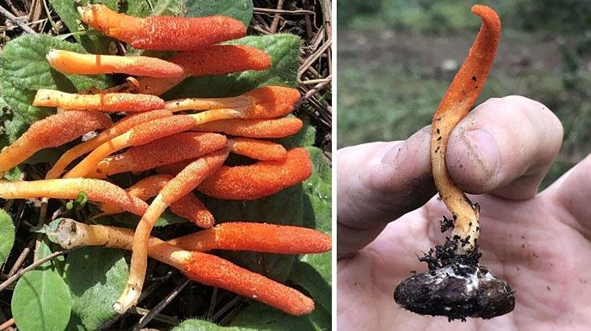 Popüler dizi "The Last of Us" ile gündeme gelen 'zombi mantarı' İstanbul'da görüldü.