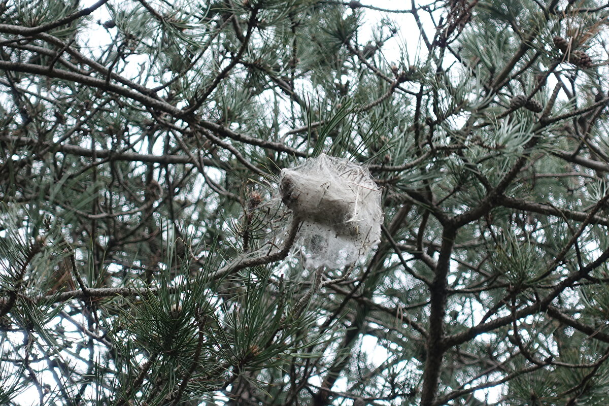 Kendini mantarların keşfine adadığını söyleyen doğal mantar araştırmacısı Naim Güleç ise bugüne kadar Türkiye'de 2 bin 500'ün üzerinde mantar keşfedildiğini, bu mantarların 1000'den fazlasını ormanlarda bulup Latince bilimsel isimleri ile beraber araştırıp, inceleyip, tanımlama şansı elde ettiğini ve şu ana kadar deneyimleme bakımından 219 mantarın tadına baktığını söyledi.<br><br>Bu mantarlardan en ilginç olanın ise kordiseps militaris olduğunu ifade eden Naim Güleç, "Yaklaşık yirmi yıllık bir mantar serüvenim var. Bu mantarı uzun yıllar ormanlarda aradım ve çam kese böcekleriyle bir bağlantısının olduğunu yabancı bir kaynakta okuduğumda ormanlara giderek çam ağaçlarının üzerlerinde çam zararlısı olan çam kese böceğini aradım. Kaynaklarda soğuk havalarda mantarın yeryüzüne çıktığı söylendiği için 2015 yılında İstanbul'daki çam ormanlarında nihayet kordiseps militaris mantarını buldum. Ardından Ankara Üniversitesinden mikolog Doç. Dr. Ilgaz Akata'ya gönderdim. Bilimsel makale 2016 yılında yayımlandı." dedi.<br><br>