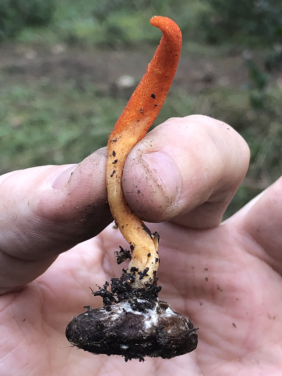 Kordiseps cinsi her bir mantar türünün farklı bir böcek, tırtıl ve çam kese böceği pupasına ait parazit mantarlar olduğunu belirten Erol, "Bu mantarı asıl önemli kılan şey binlerce yıldan beri geleneksel Çin tıbbında şifa kaynağı olarak kullanılması." dedi.<br><br>