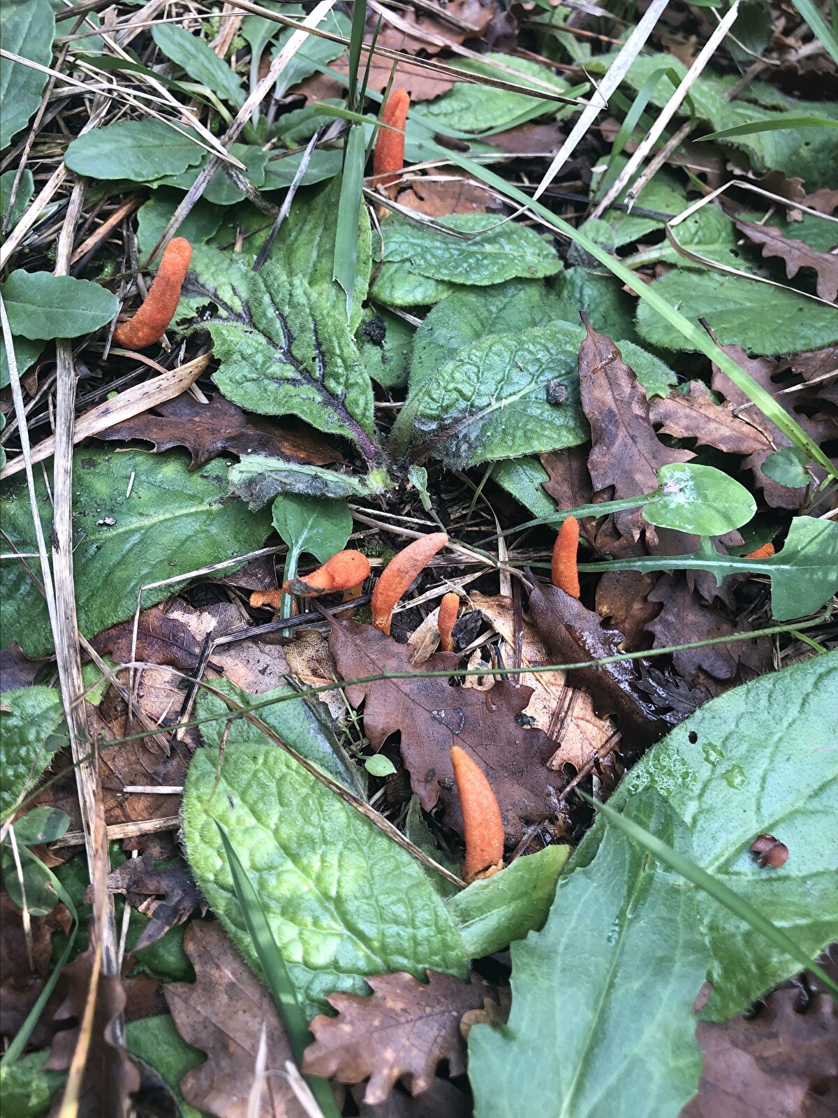Doktora çalışmasına Düzce Üniversitesinde tıbbi mantarlar üzerine devam eden ve son beş yıldır özellikle tıbbi mantarlar, üretimleri ve tıbbi etkilerine ilişkin akademik çalışmalar yapan Erol, kordisepsin farmakolojik özellikleri nedeniyle binlerce yıldır Çin geleneksel tıbbında önemli bir yere sahip olduğunu ve yer aldığı mantar ailesinin 400'den fazla türüyle en fazla çeşidi bulunan cins olduğunu söyledi.<br><br>
