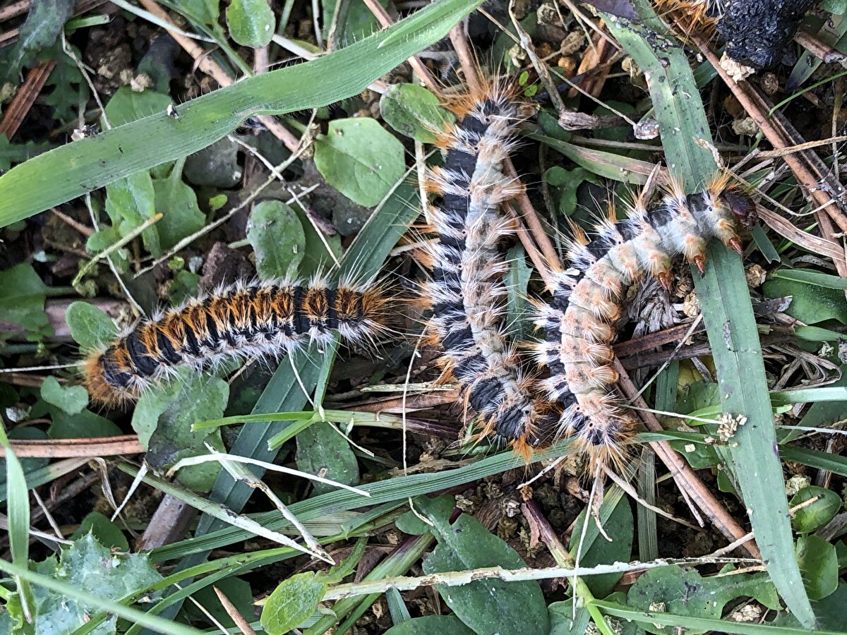Kordiseps militarisin Türkiye'de bulunmasının mantar araştırmacıları açısından çok sevindirici olduğunu aktaran Selime Semra Erol, topladığı mantar numunelerinden misel üretmeye çalıştığını ve bu türün yerli olarak üretimi konusunda çalışmalarının devam ettiğini bildirdi.<br><br>