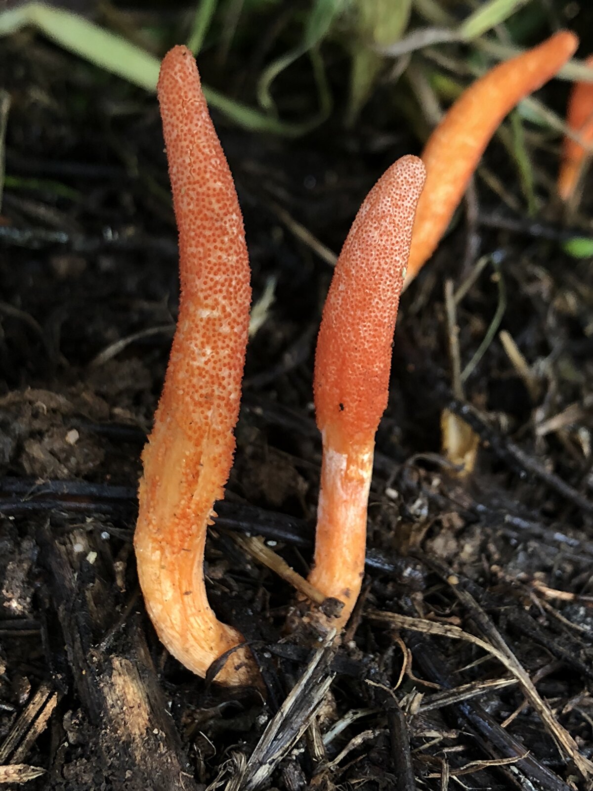 Dünyada Himalayalar'da, Tibet'te yüksek yerlerde yetişen bir mantar olan kordiseps militarisin özellikle Hindistan'da ve Çin'de gıda olarak tüketildiğini ve asıl önemli olanın içindeki kordiseps maddesi olduğunun aktaran Erol, "2010 yılında yapılan bir çalışma sonucunda kordisepsin insan mesane kanseri hücrelerinin çoğalmasını ve göçünü engellediğini ortaya koydu. Ayrıca bu tıbbi mantar, böbrek ve karaciğer hastalıklarıyla ilgili tedavilerde kullanılan etken maddeleri, bileşikleri içermektedir." ifadelerini kullandı.<br><br>Kordiseps cinsine ait mantarların özellikle geleneksel Çin tıbbında günlük enerji seviyesini yükseltici ve metabolizmayı hızlandırıcı olarak kullanıldığını söyleyen Erol, Çin'in Pekin kentinde düzenlenen 1993 Ulusal Oyunları'nda bin 500, 3 bin ve 10 bin metre yarışlarında 5 dünya rekoru kıran üç koşucunun kordiseps sinensis aldıklarının ortaya çıktığını söyledi.<br><br>