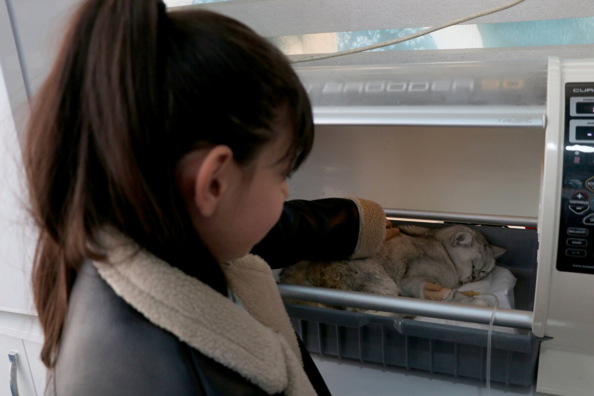 Veteriner hekim Fatma Gül Hancıoğlu ise 2 yıldır kedinin bakım ve aşılarını kendisinin yaptığını belirterek, "49 gün sonra bulunmasına çok mutlu olduk. Sıvı kaybı var, bol bol sıvı veriyoruz. Tedavisine devam ediyoruz. Han bizim mucizemiz. İnşallah kurtulacaktır." ifadesini kullandı.<br>