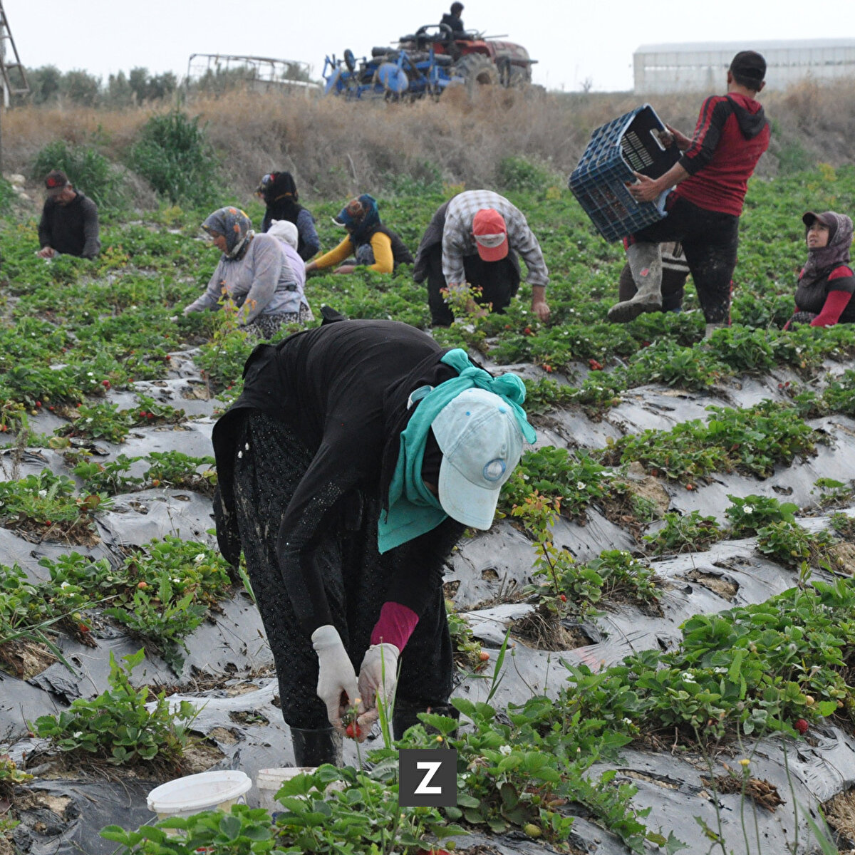 Özenle hasat edilen ürünler, sandıklara konulduktan sonra kamyonetlere yüklendi.