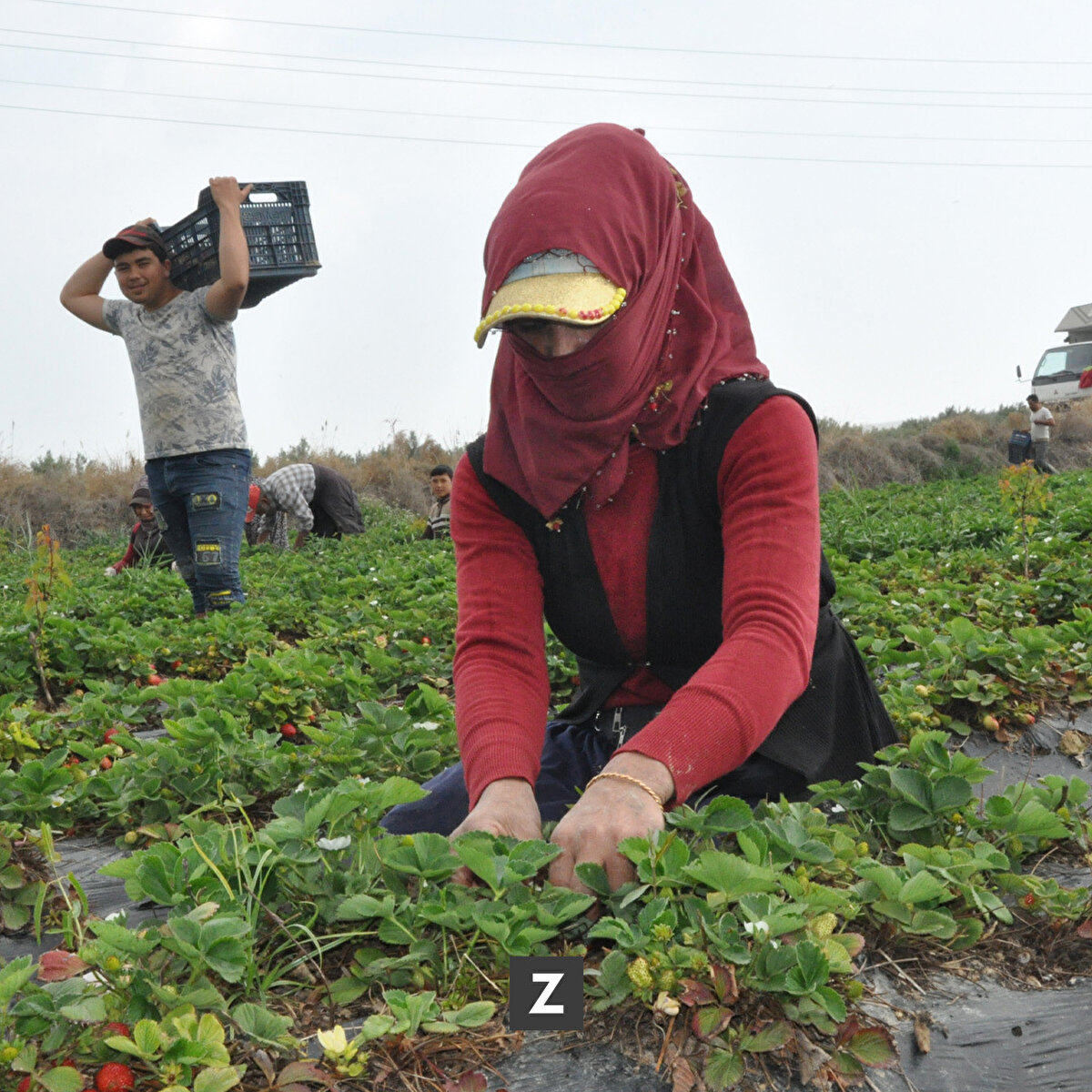Gezer, sezondan umutlu olduklarını ifade ederek, "Çilek fiyatları şu anda beklentimizin altında, ancak sezondan umutluyuz. Hasat sürecinde bölgemizdeki tarım işçisi sayısı yetmediği için diğer illerden 12 bine yakın işçi gelerek hasata katılıyor." dedi.