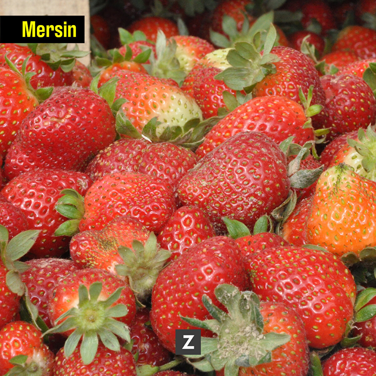 İlçede 17 bini açık alanda 3 bini örtü altında olmak üzere toplamda 20 bin dönüm arazide üretilen Silifke çileğinde hasat sezonu başladı.