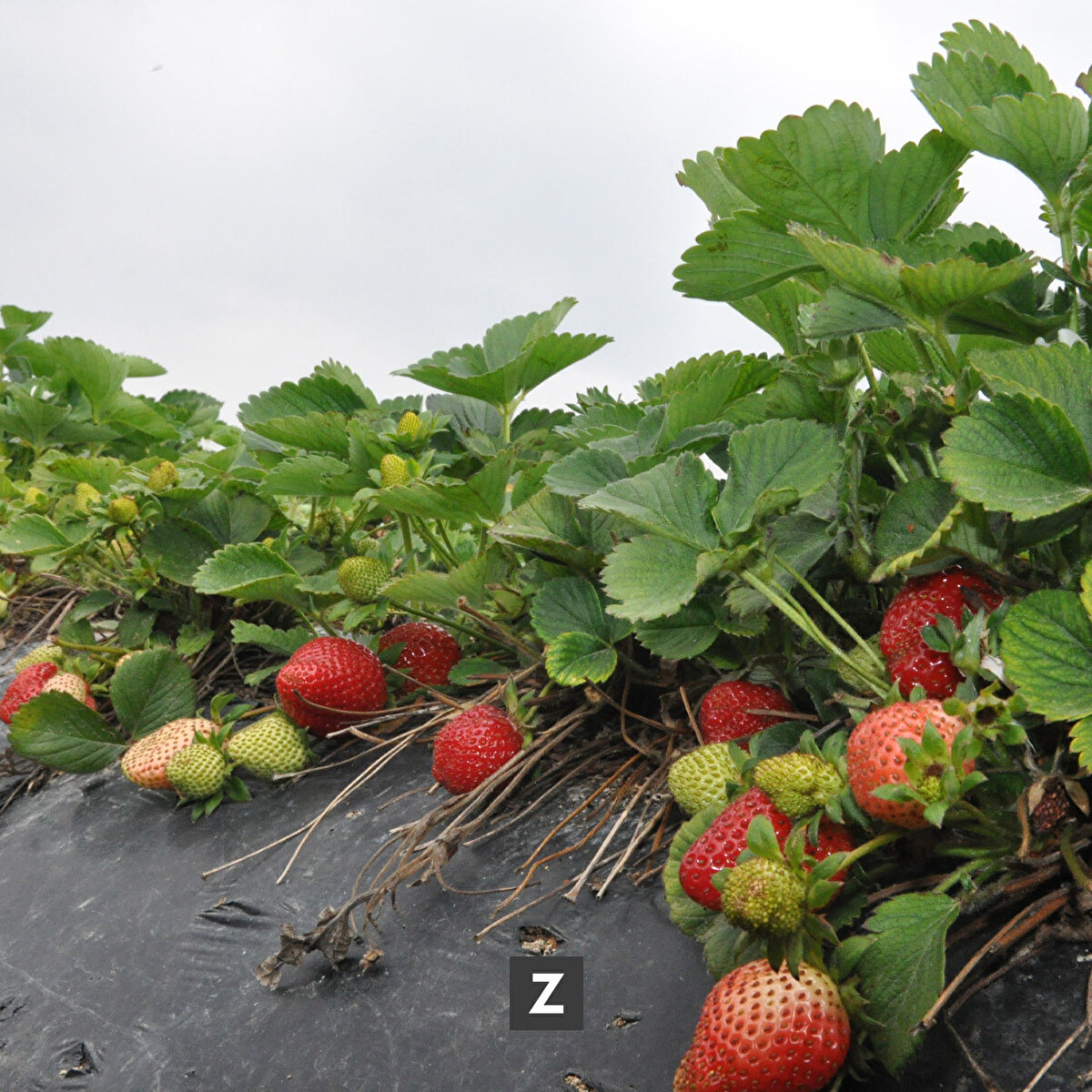 Silifke Ziraat Odası Başkan Yardımcısı ve çilek üreticisi Kemal Gezer, gazetecilere, 2019'da coğrafi işaret tescil belgesi alan çilekte bu yıl yaklaşık 80 bin ton rekolte beklendiğini söyledi.