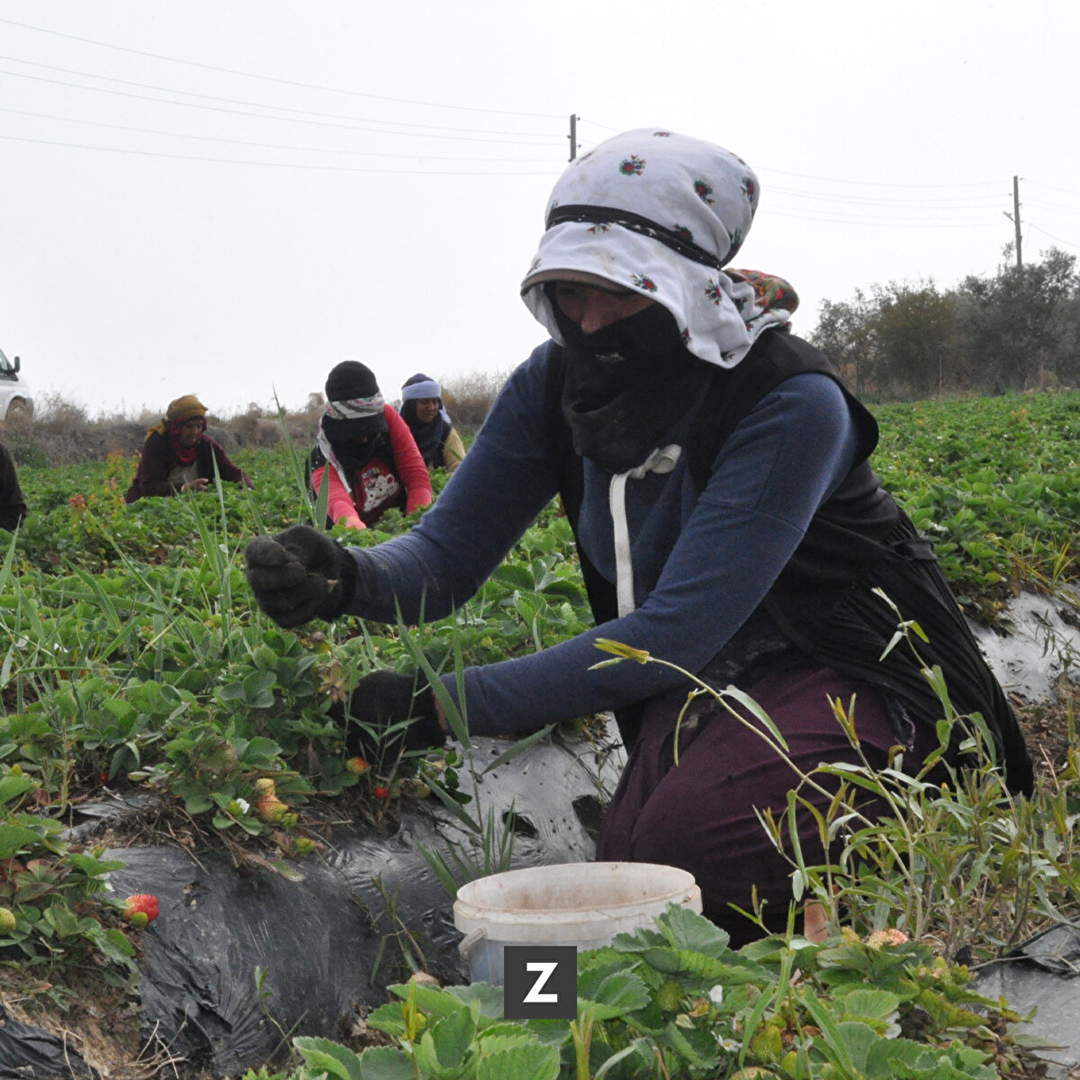 Meyvenin kilogramının iç piyasada 15 liradan, ihracatta da 25-30 liradan satıldığını dile getiren Gezer, hasadın hazirana kadar süreceğini belirtti.