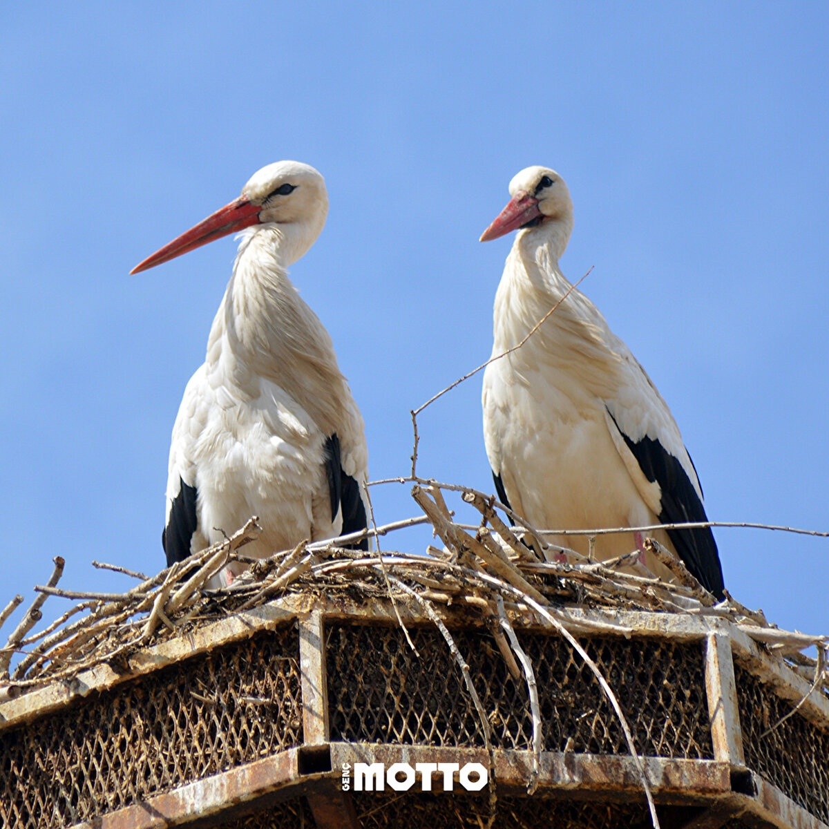 Sonbaharın gelmesiyle sıcak bölgelere göç etmişlerdi.