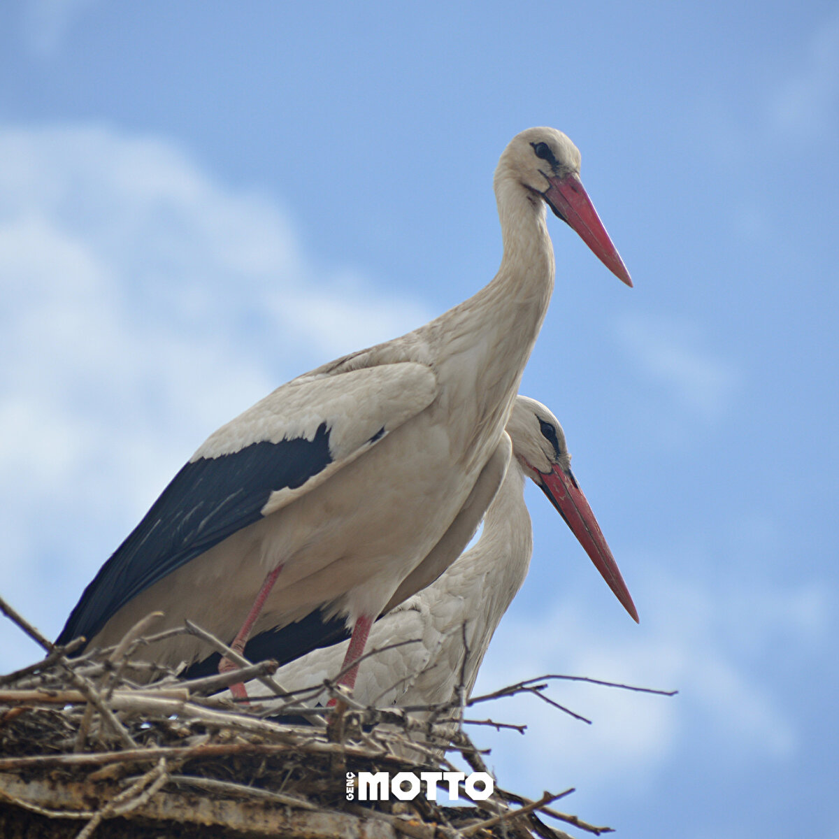 Yazı elektrik direkleri veya binaların çatılarına yaptıkları yuvalarda geçirecekler.<br>